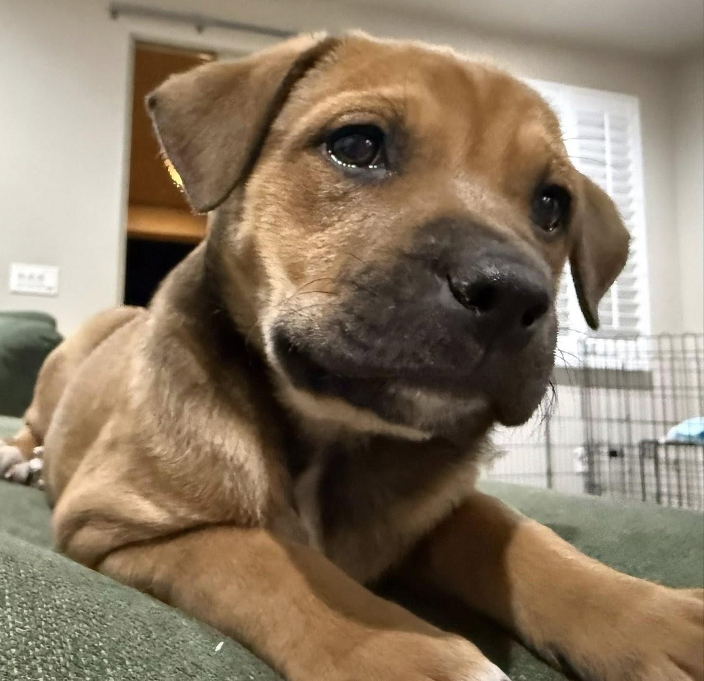 Moana, ADOPTABLE, Puppy Female Mixed Breed.