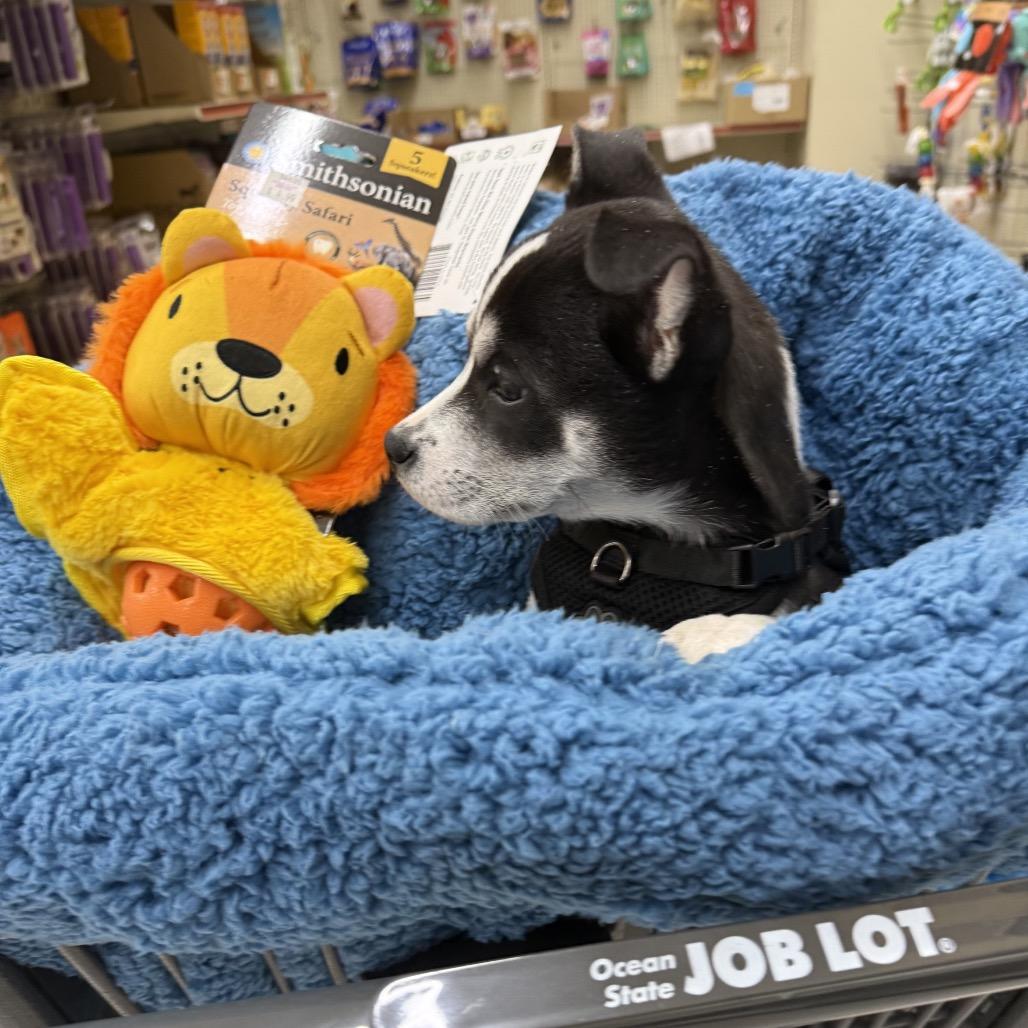 NY Poppy Feb 21 (Tractor Supply Patterson NY), a Adoptable mixed breed in Patterson, NY image 2/6