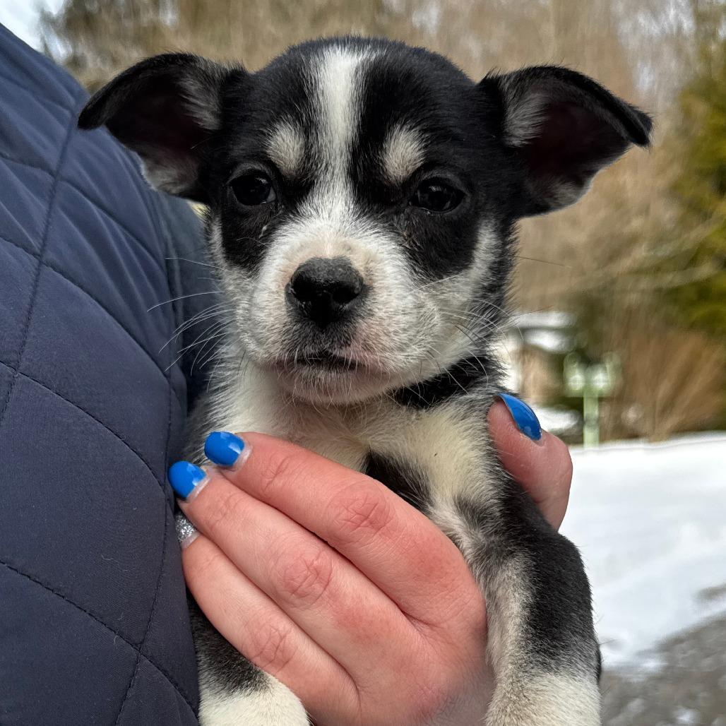 Enlarge NY Poppy (Foster in Carmel), a Adoptable mixed breed in Patterson, NY image 3/3