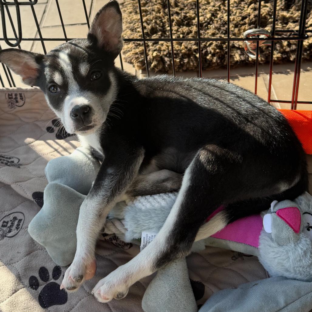 NY Poppy Feb 21 (Tractor Supply Patterson NY), a Adoptable mixed breed in Patterson, NY image 3/6