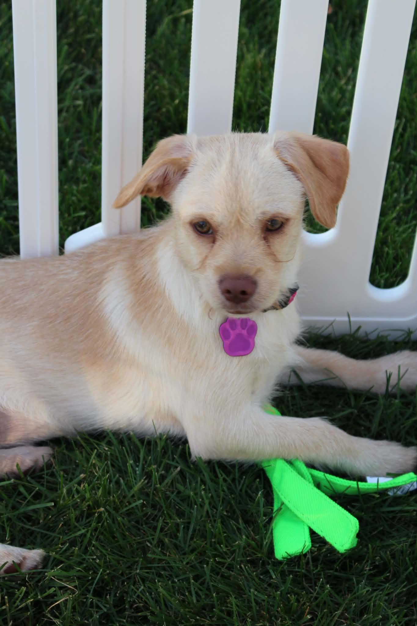 Enlarge Melva, a Adopted mixed breed in Byron Center, MI image 3/6