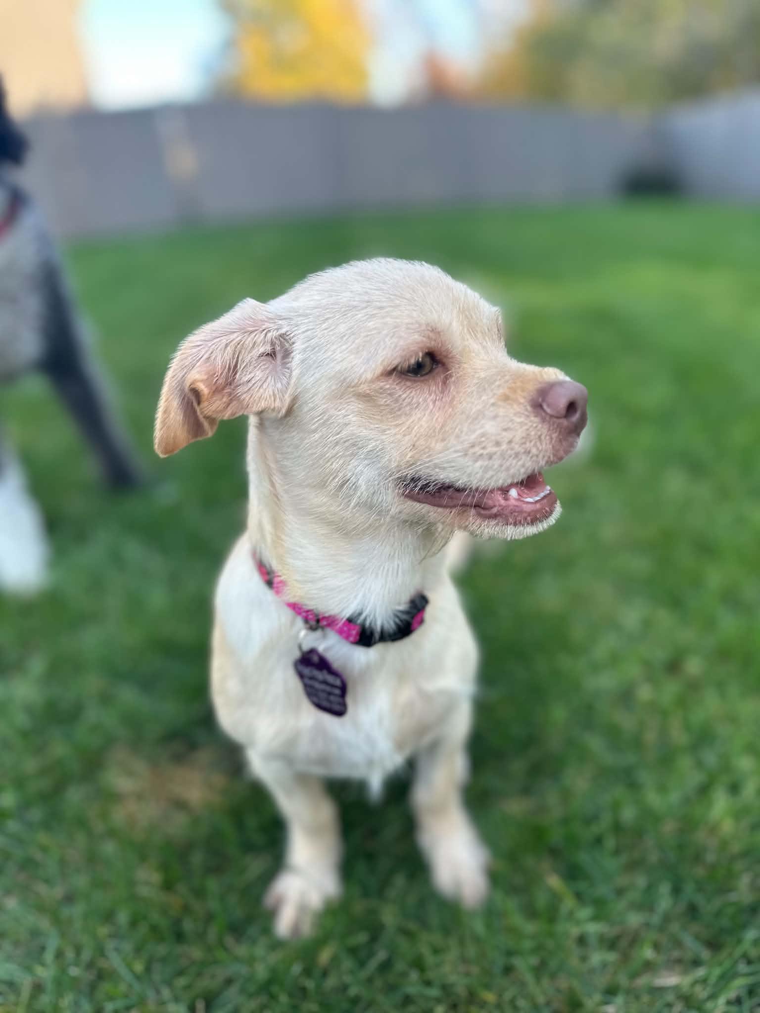 Enlarge Melva, a Adopted mixed breed in Byron Center, MI image 2/6