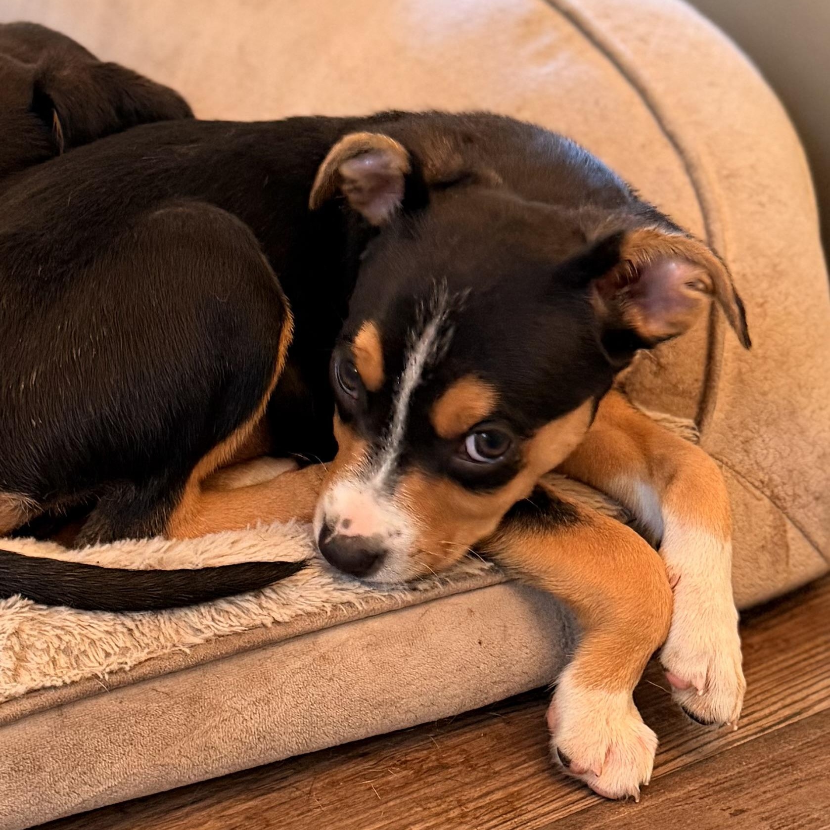 Enlarge Oakley, a Adoptable mixed breed in Romeoville , IL image 3/6