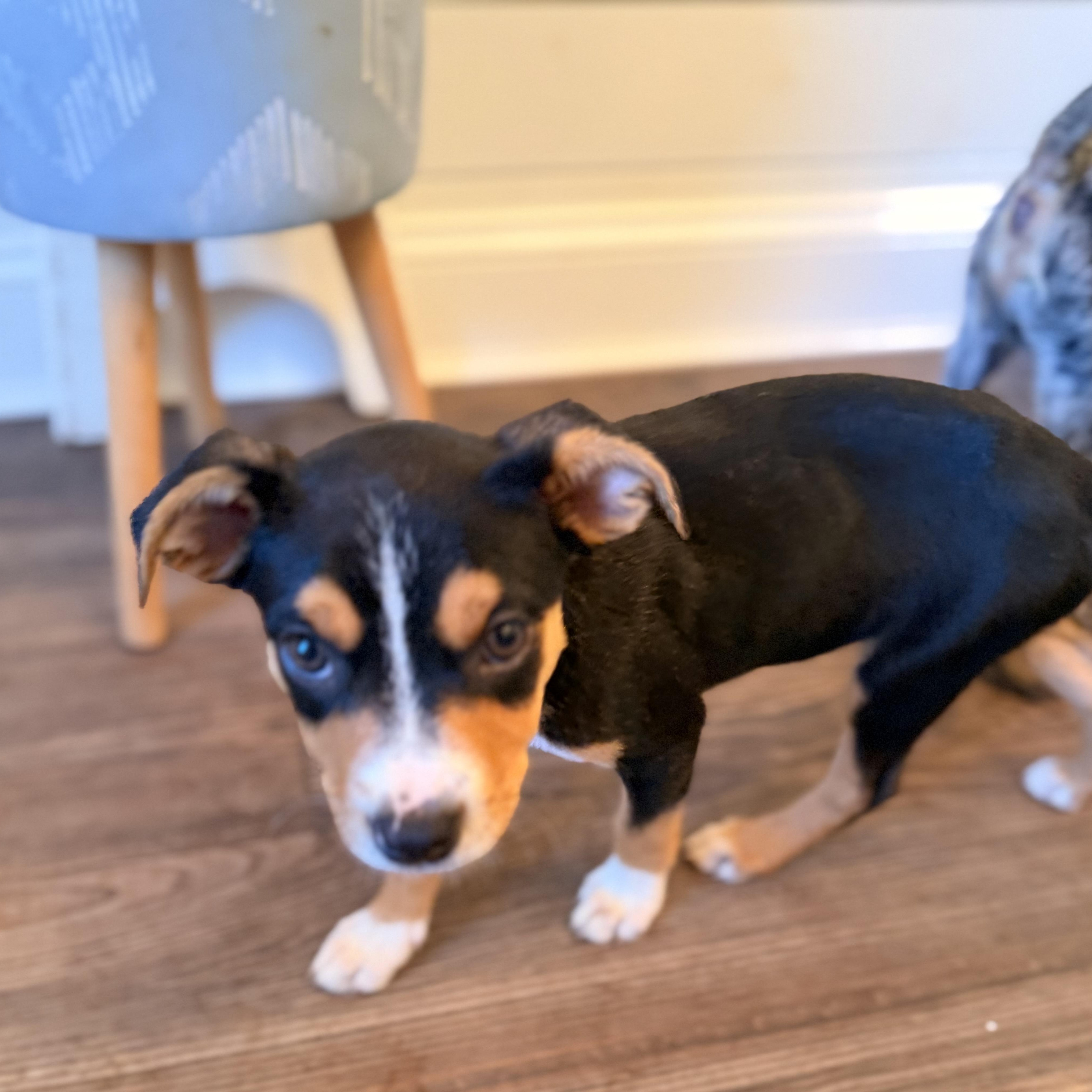 Enlarge Oakley, a Adoptable mixed breed in Romeoville , IL image 4/6