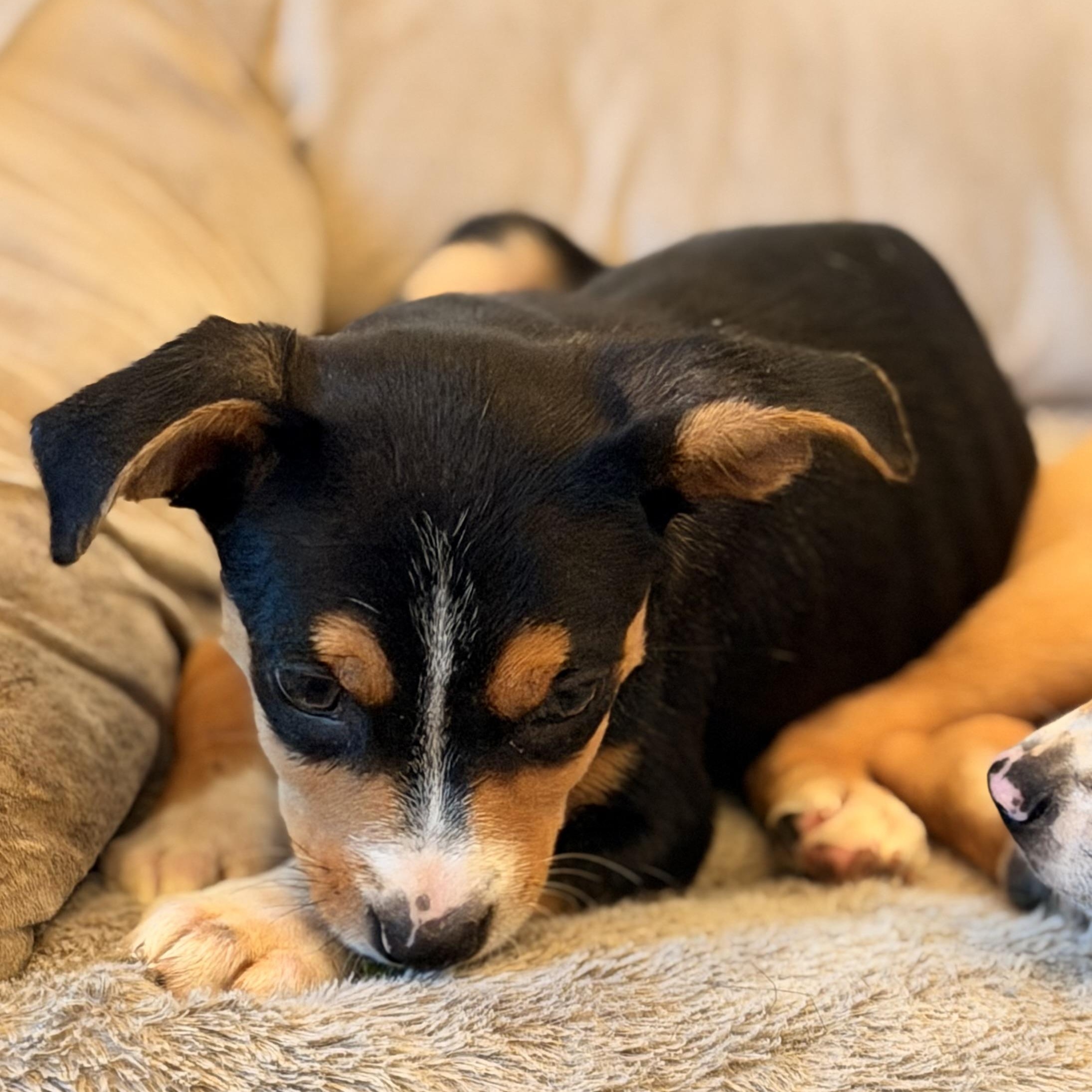 Enlarge Oakley, a Adoptable mixed breed in Romeoville , IL image 5/6