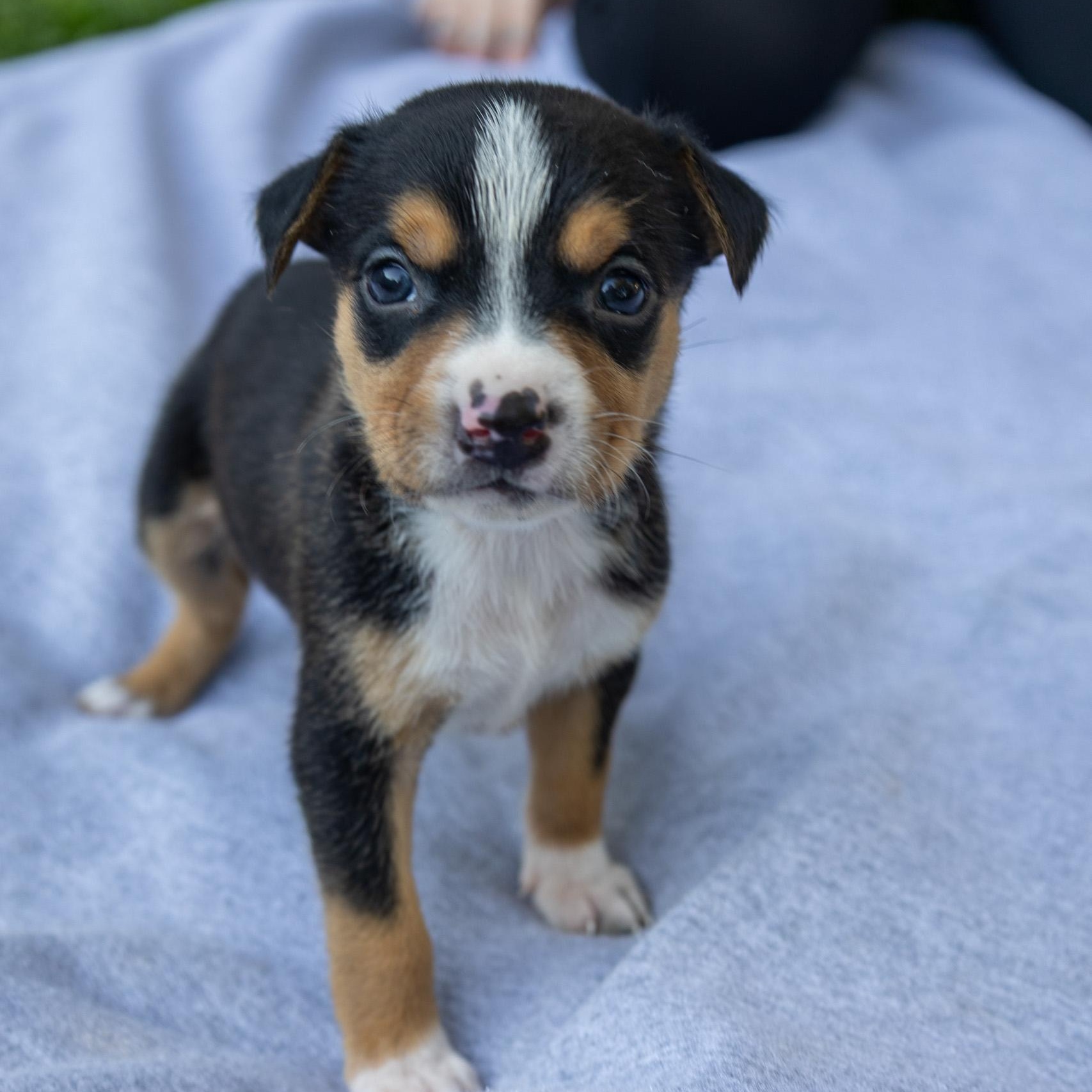 Enlarge Oakley, a Adoptable mixed breed in Romeoville , IL image 6/6