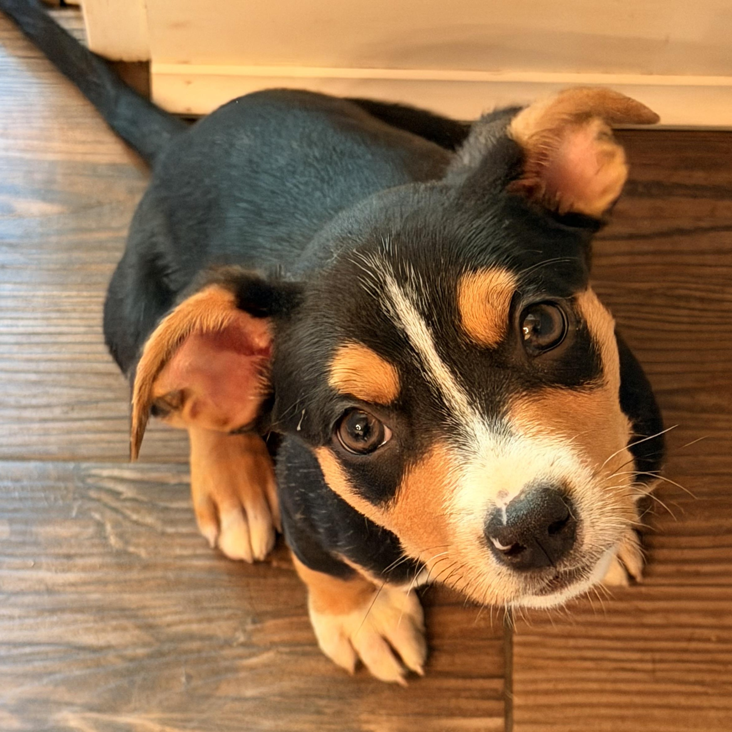 Oakley, Adoptable, Puppy Male Jack Russell Terrier.