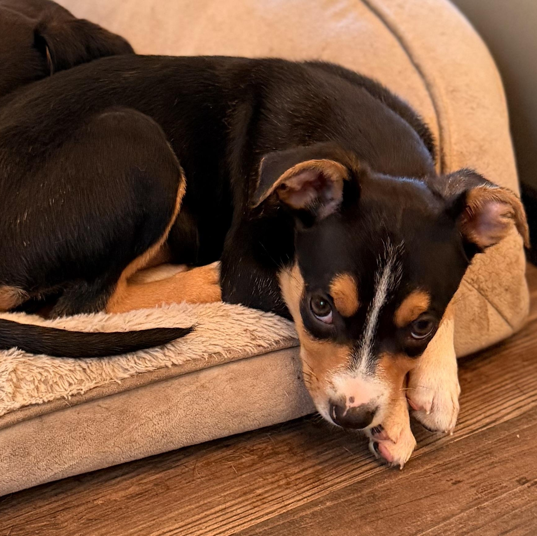Enlarge Oakley, a Adoptable mixed breed in Romeoville , IL image 2/6