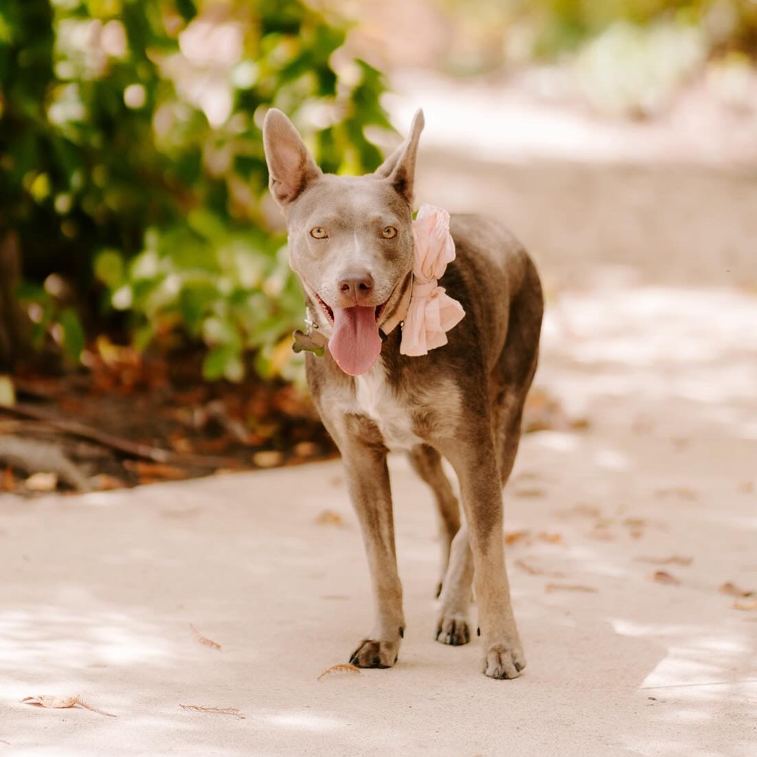 Dog for adoption Zoe, a Labrador Retriever & Pit Bull Terrier Mix in
