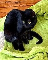 Owl Kitty