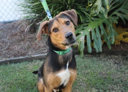 Jetson, Adoptable, Adult Male Retriever & Mixed Breed.