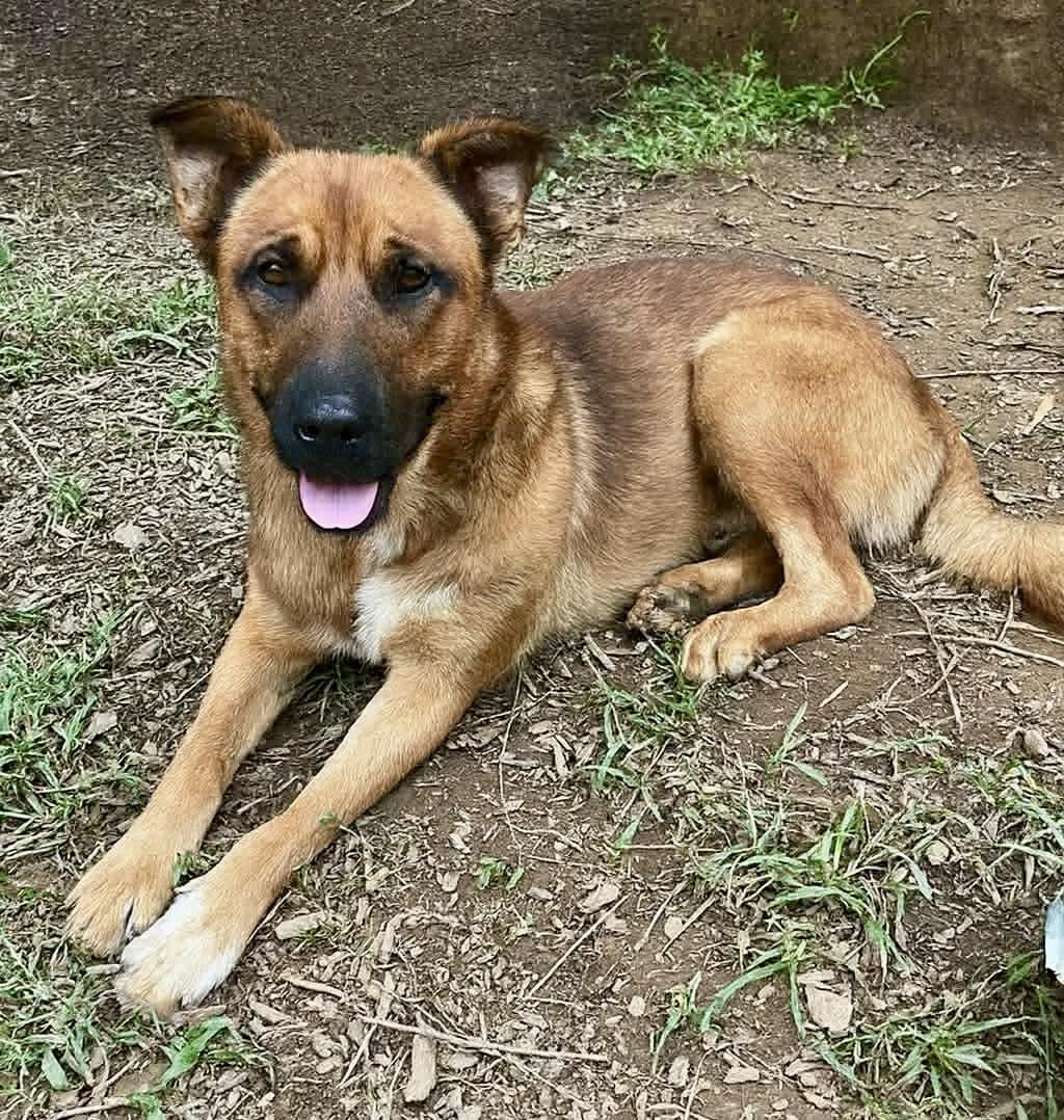 Toro, Adoptable, Adult Male Shepherd.