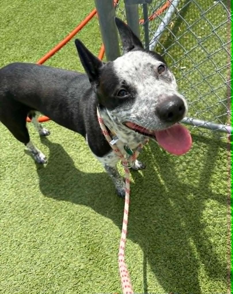 Odin, Adoptable, Adult Male Australian Cattle Dog / Blue Heeler & Mixed Breed.