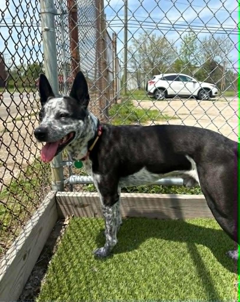 Enlarge Odin, a Adoptable mixed breed in Detroit, MI image 2/2