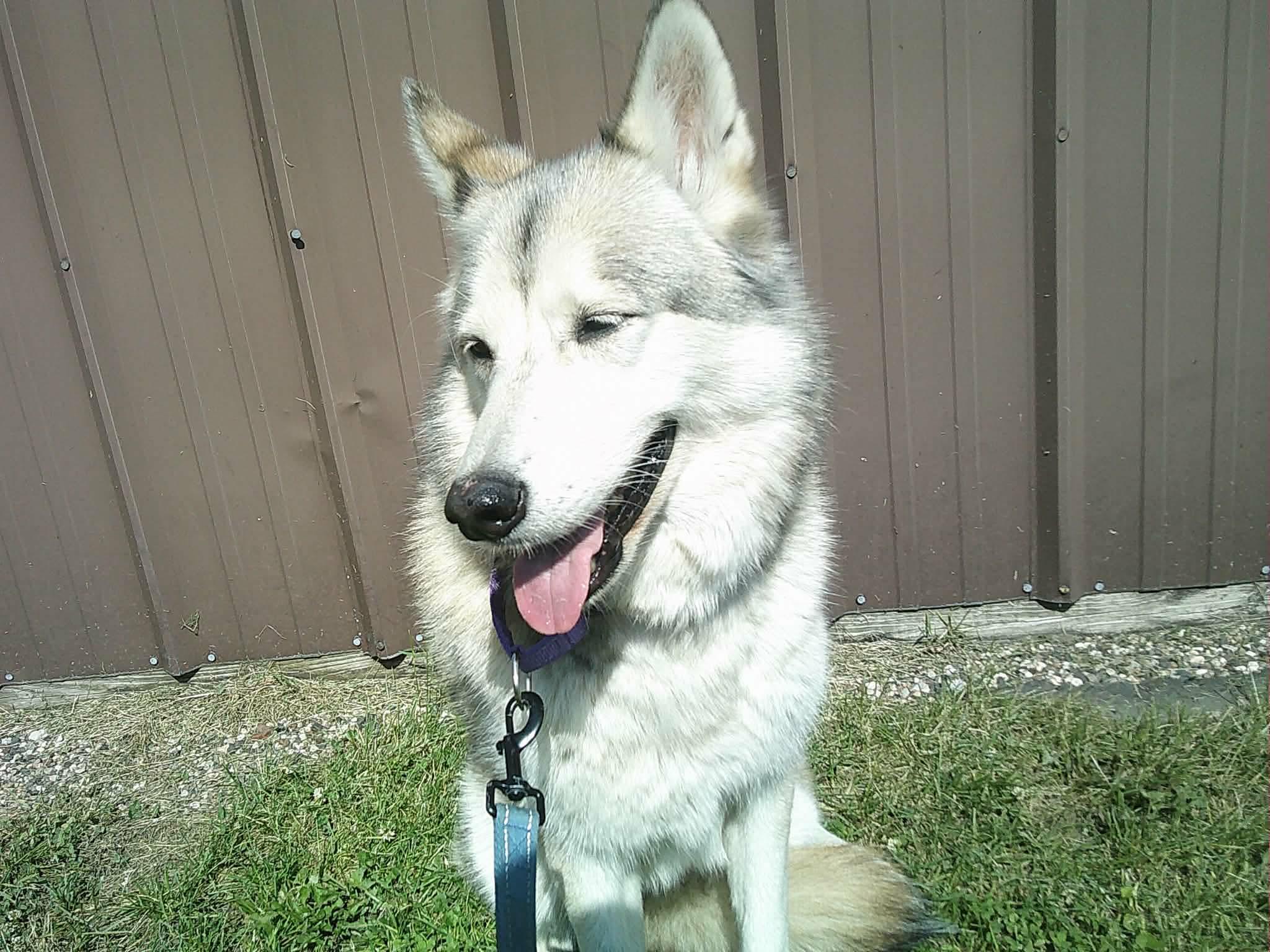 Enlarge Matka, a ADOPTABLE Siberian Husky in La Motte, IA image 1/6