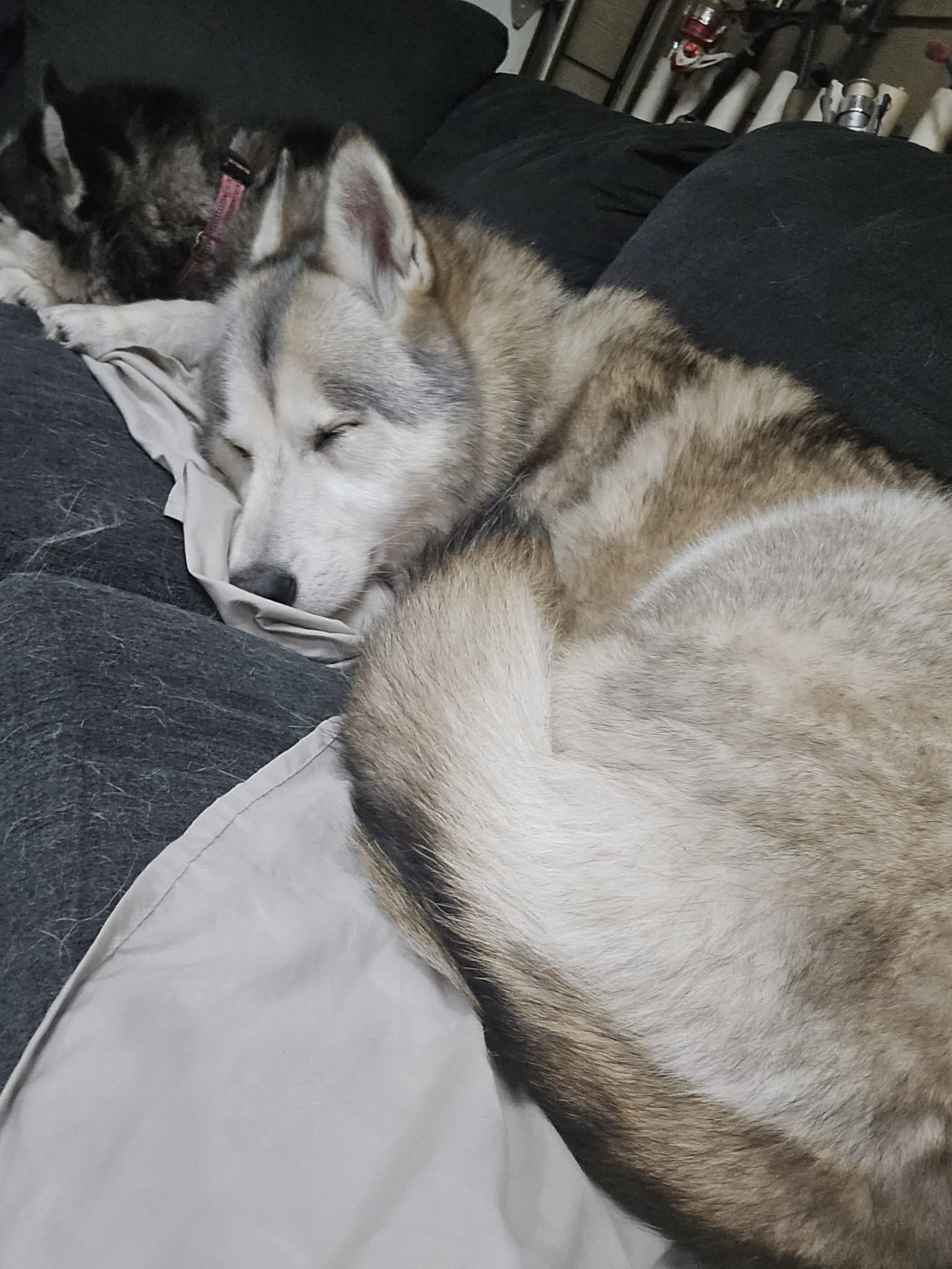 Enlarge Matka, a ADOPTABLE Siberian Husky in La Motte, IA image 4/6