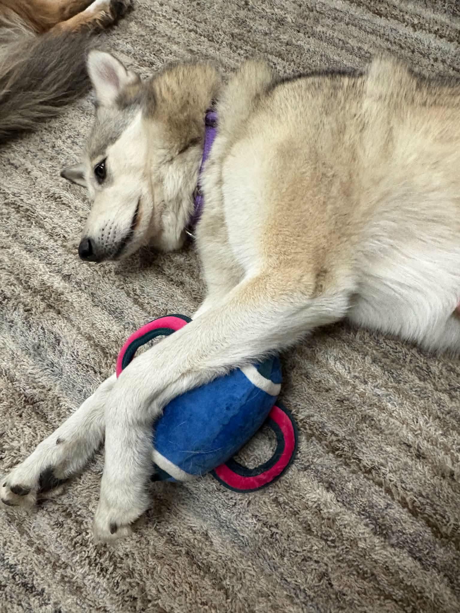 Enlarge Matka, a ADOPTABLE Siberian Husky in La Motte, IA image 5/6