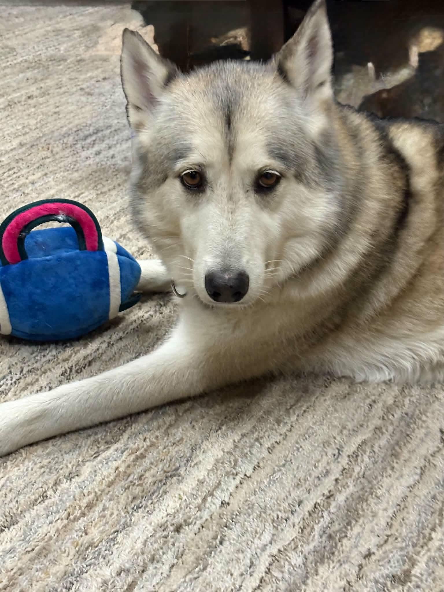 Enlarge Matka, a ADOPTABLE Siberian Husky in La Motte, IA image 6/6