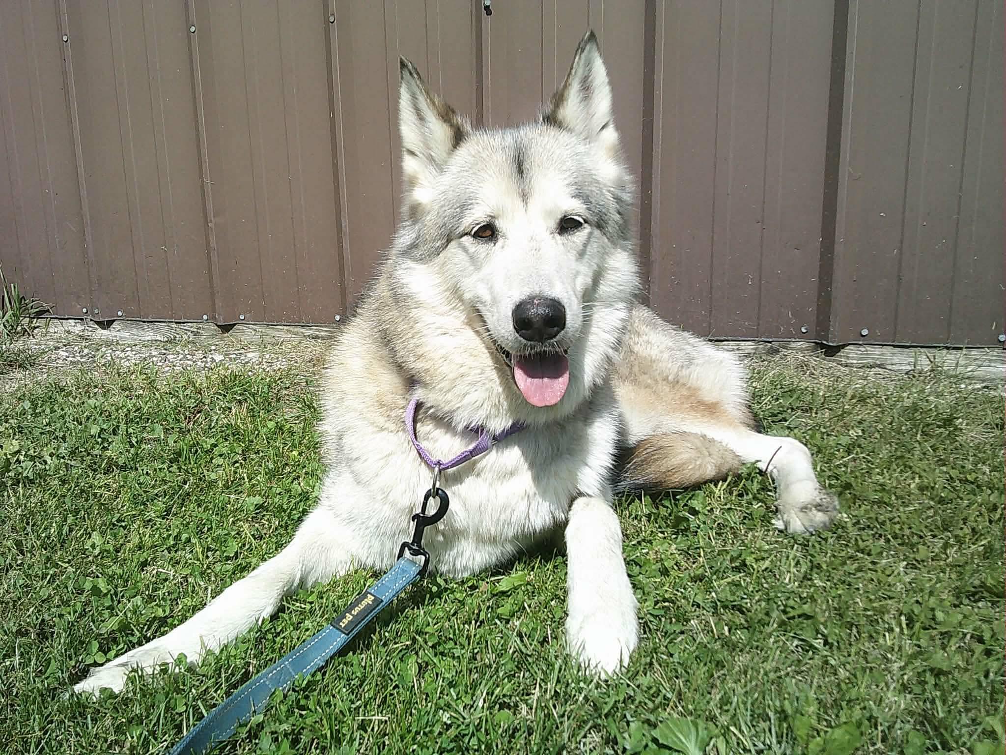 Enlarge Matka, a ADOPTABLE Siberian Husky in La Motte, IA image 2/6