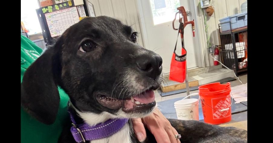 Jade, Adoptable, Puppy Female Plott Hound.