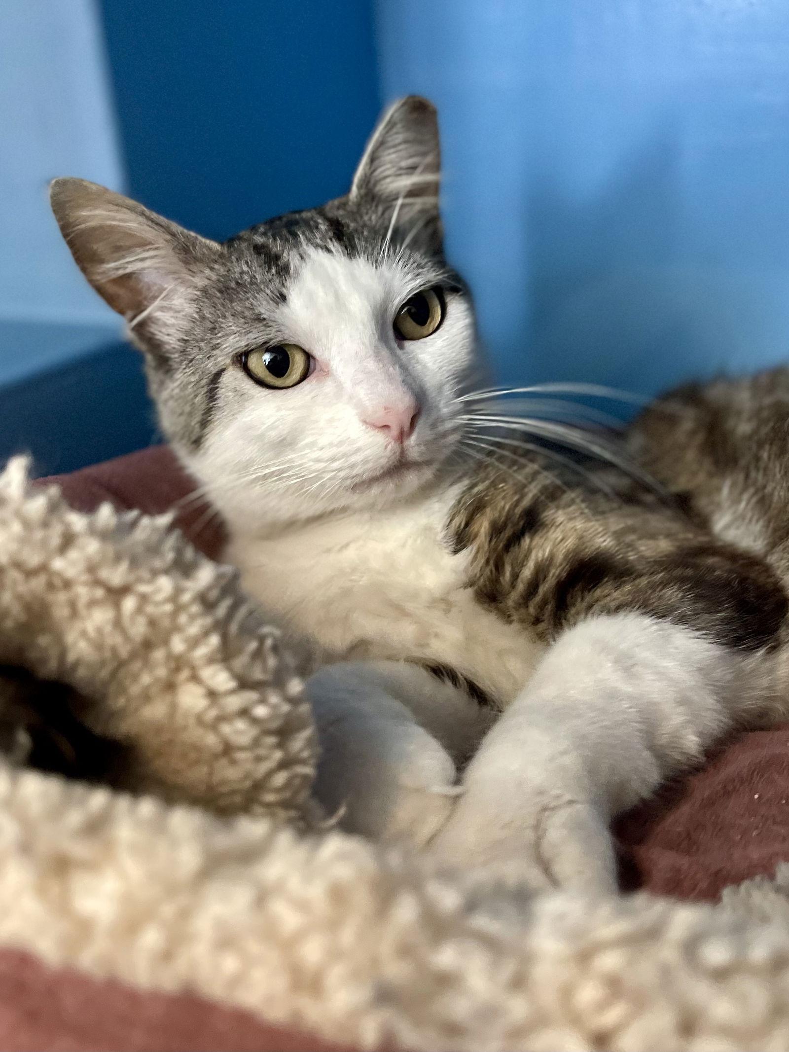 Jenkins, Adopted, Young Male Domestic Short Hair & Tabby.