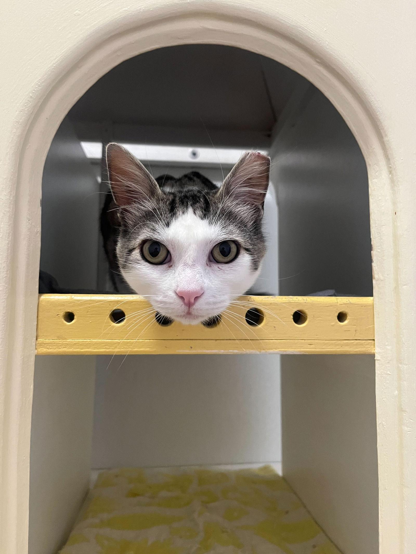 Jenkins, a Adopted mixed breed in Oakland, CA image 2/2