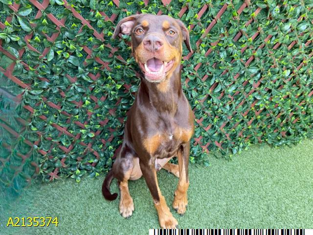 CODY, Adoptable, Adult Male Mixed Breed & Mixed Breed.