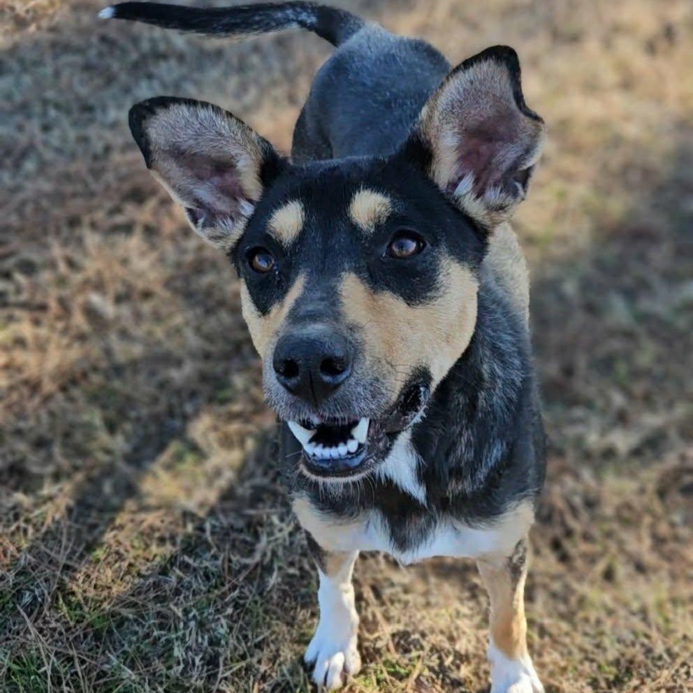 Enlarge Sarah, a ADOPTABLE mixed breed in Leesburg, GA image 2/3