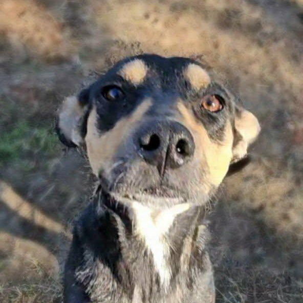 Enlarge Sarah, a ADOPTABLE mixed breed in Leesburg, GA image 3/3