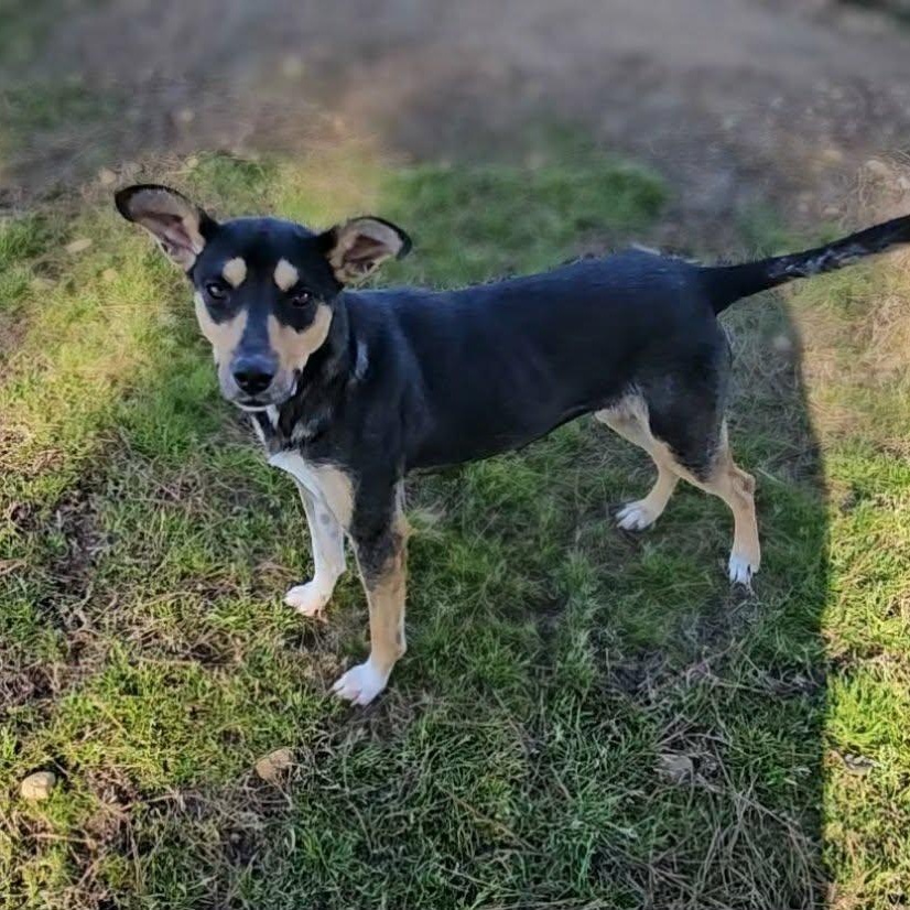 Sarah, ADOPTABLE, Young Female Shepherd.
