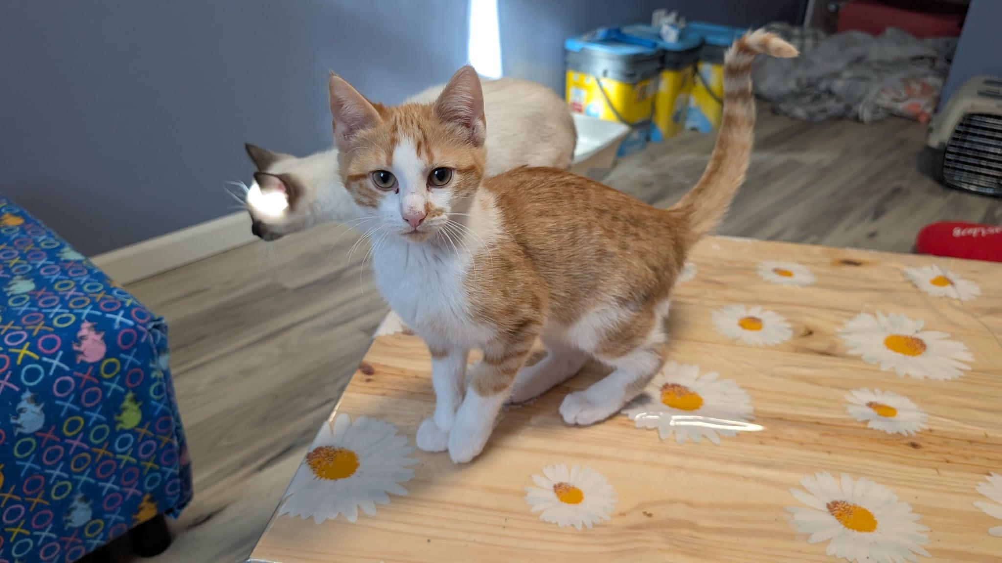 Amber, a Adoptable Domestic Short Hair in Manhattan, KS image 1/4