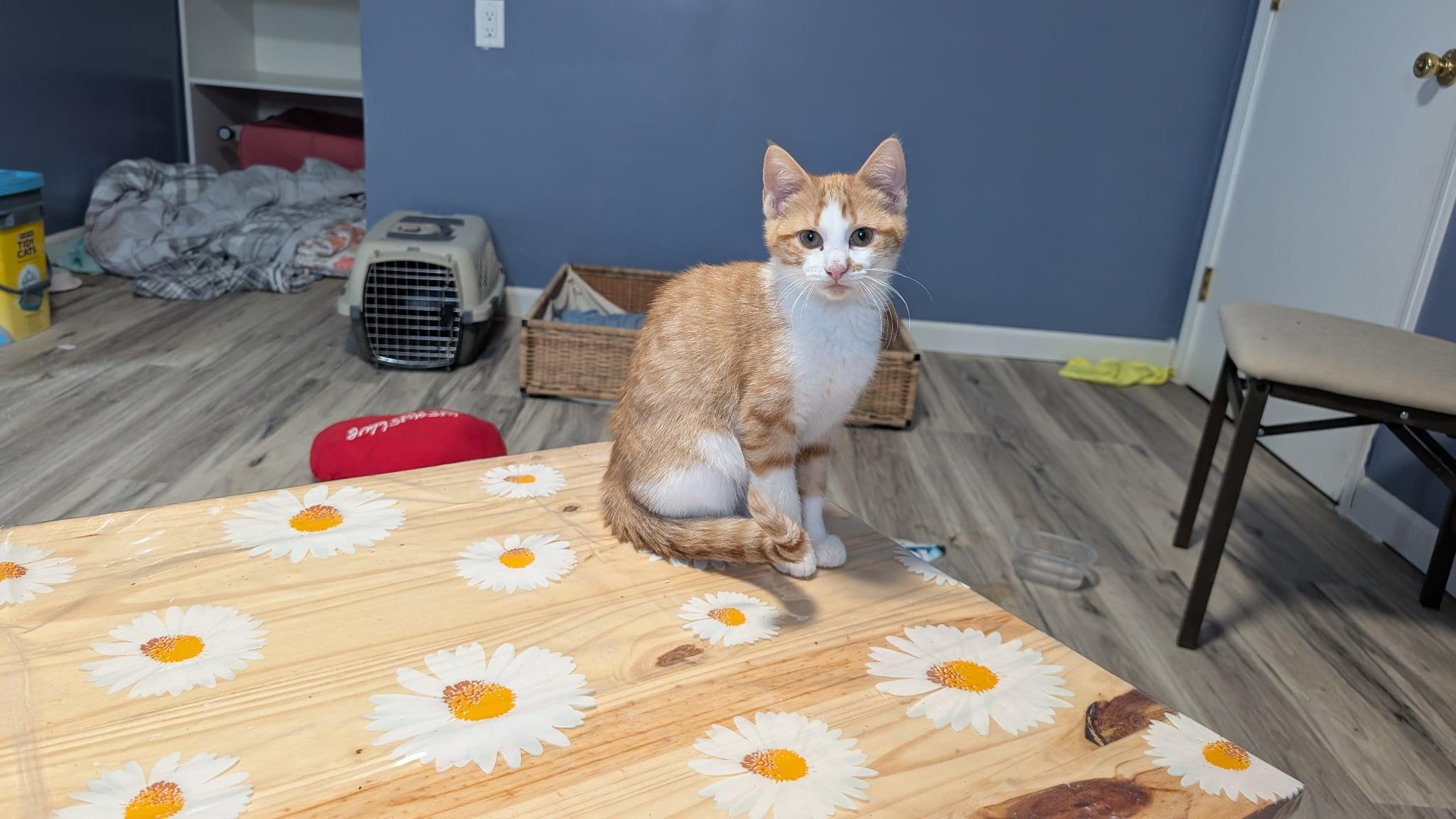 Amber, a Adoptable Domestic Short Hair in Manhattan, KS image 2/4