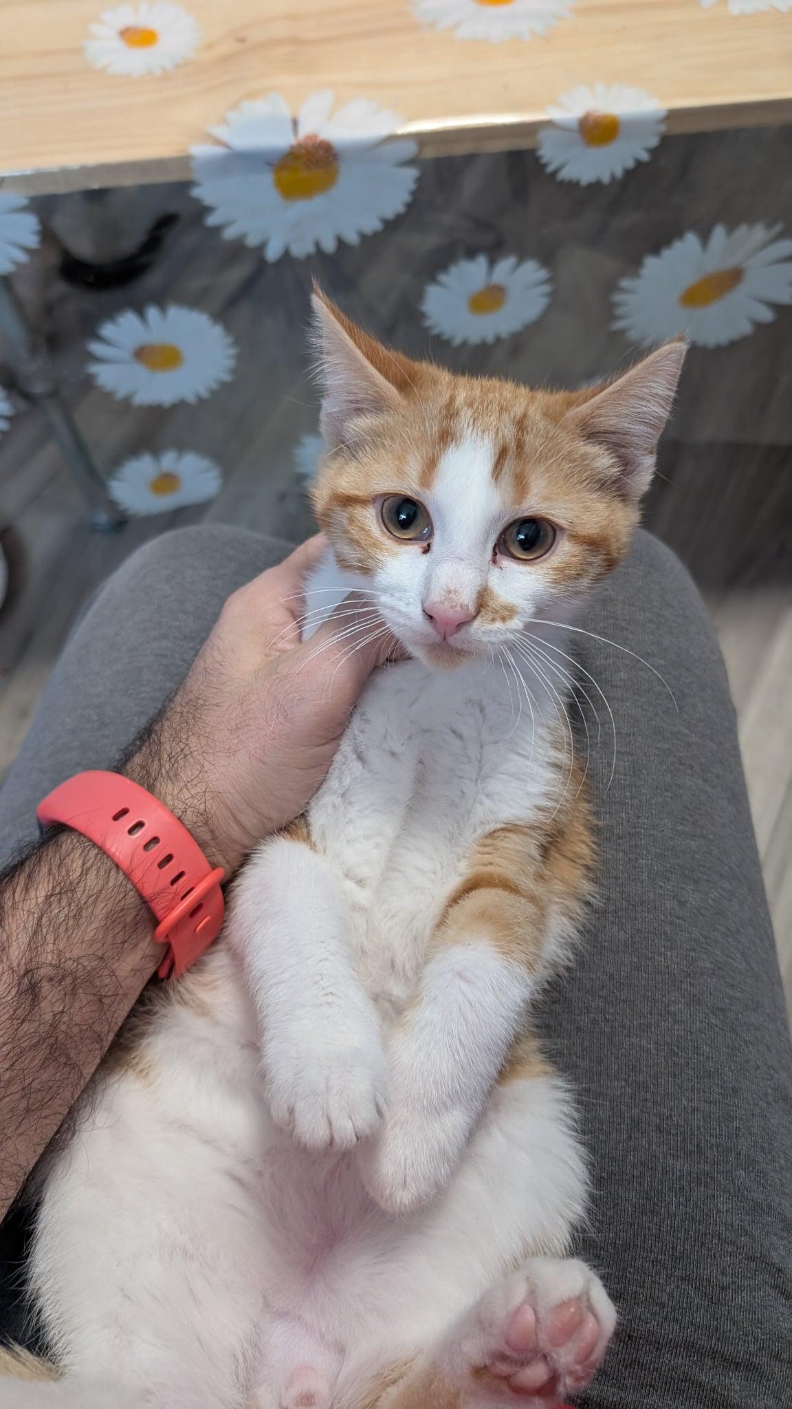 Amber, a Adoptable Domestic Short Hair in Manhattan, KS image 3/4