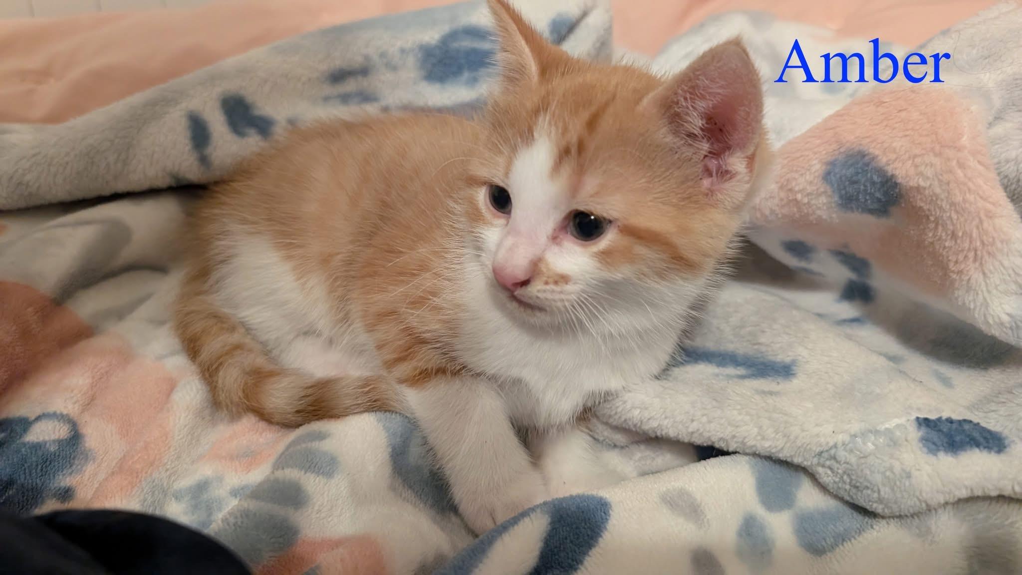 Amber, a Adoptable Domestic Short Hair in Manhattan, KS image 4/4