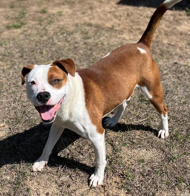 Enlarge STEVE, a Adoptable mixed breed in Augusta, GA image 1/1