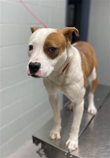 STEVE, Adoptable, Adult Male Pit Bull Terrier & Mixed Breed.