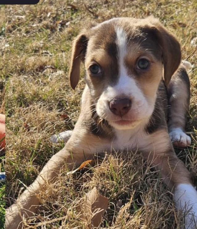 Cahill, a Adoptable mixed breed in Richmond, VA image 1/4