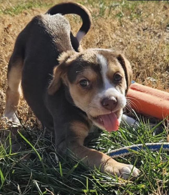 Cahill, a Adoptable mixed breed in Richmond, VA image 4/4