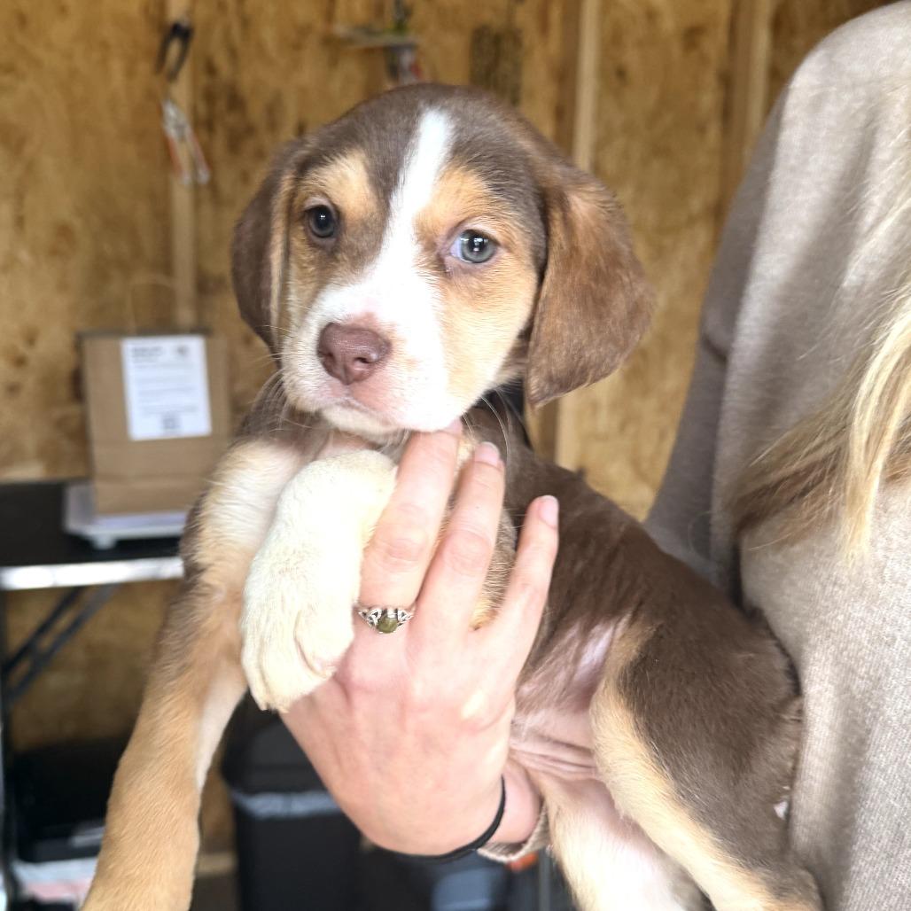 Cahill, a Adoptable mixed breed in Richmond, VA image 3/4