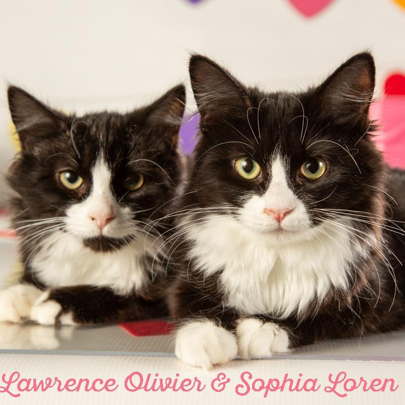 Lawrence Olivier, Adoptable, Young Male Domestic Long Hair.