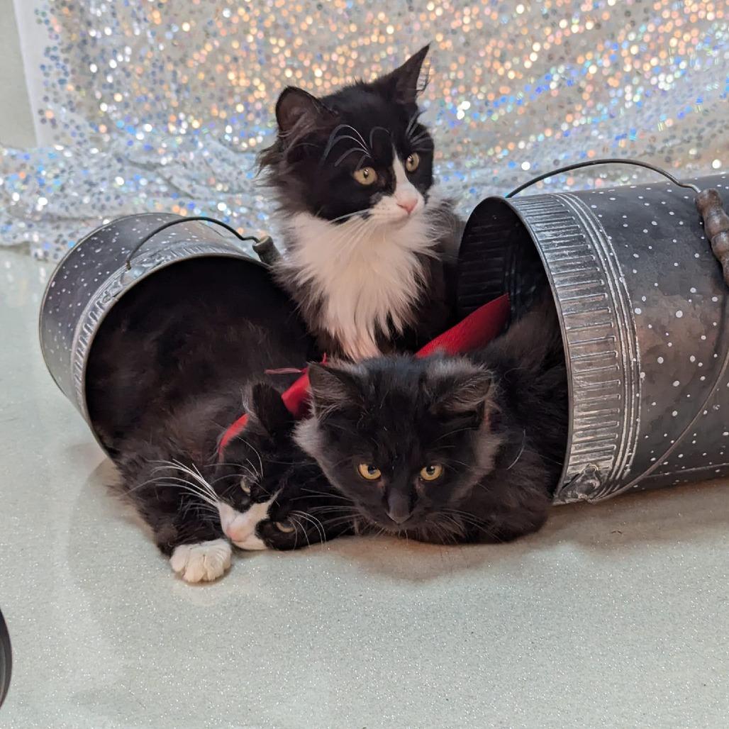 Lawrence Olivier, a Adoptable Domestic Long Hair in Springfield, MO image 2/6