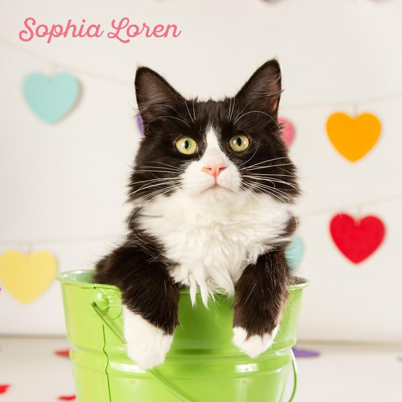 Lawrence Olivier, a Adoptable Domestic Long Hair in Springfield, MO image 4/6