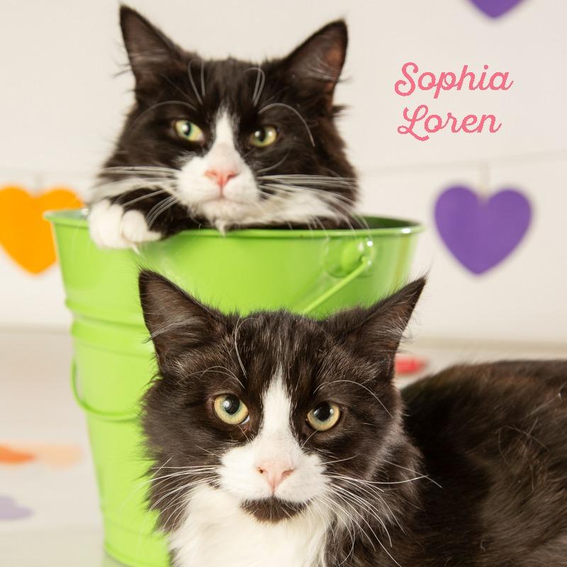 Lawrence Olivier, a Adoptable Domestic Long Hair in Springfield, MO image 5/6