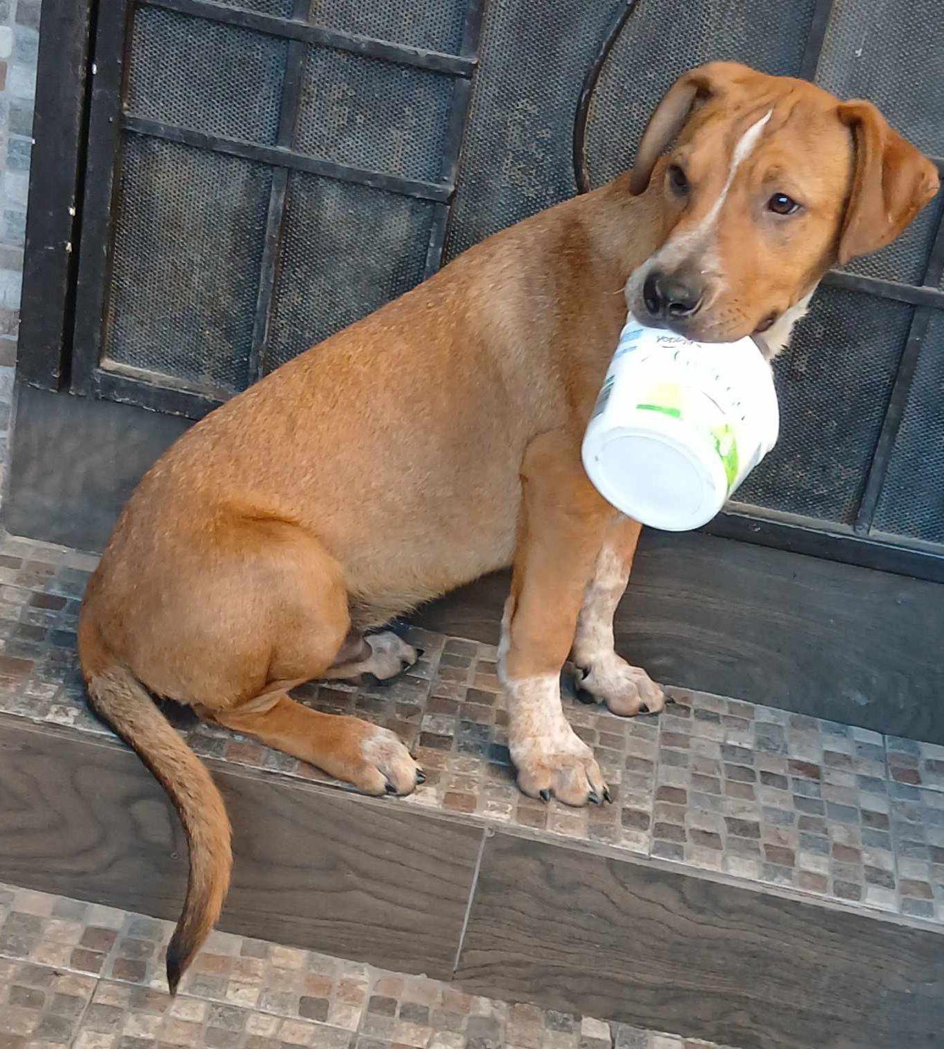 Toby