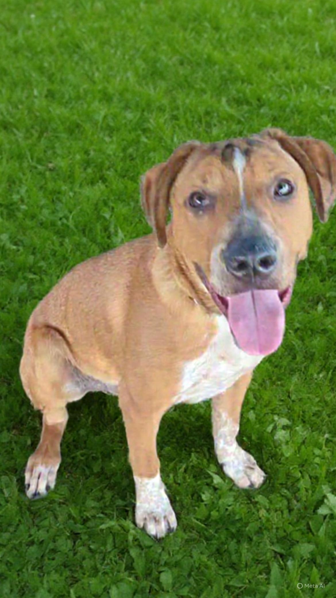 Toby, Adoptable, Young Male Mixed Breed.