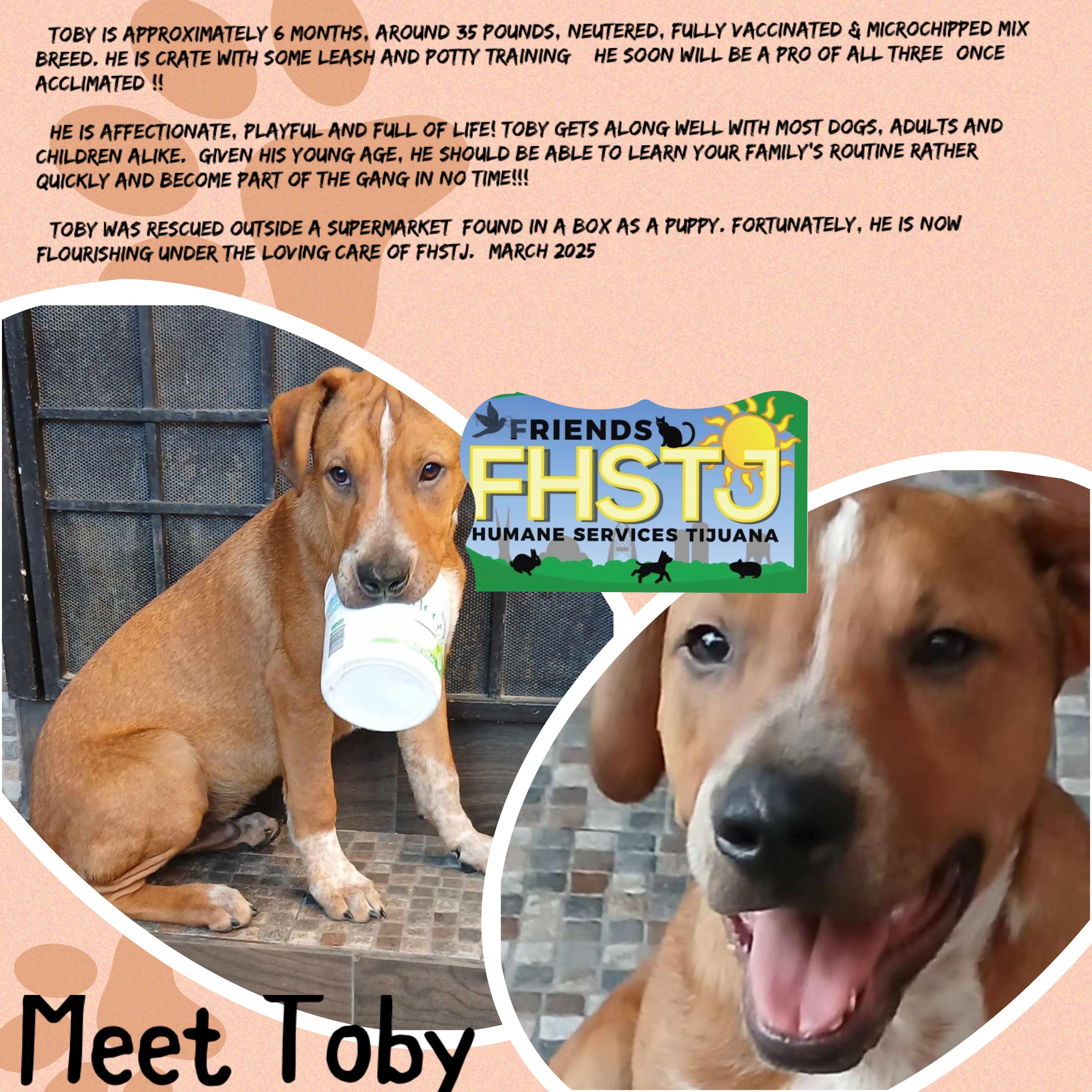 Toby