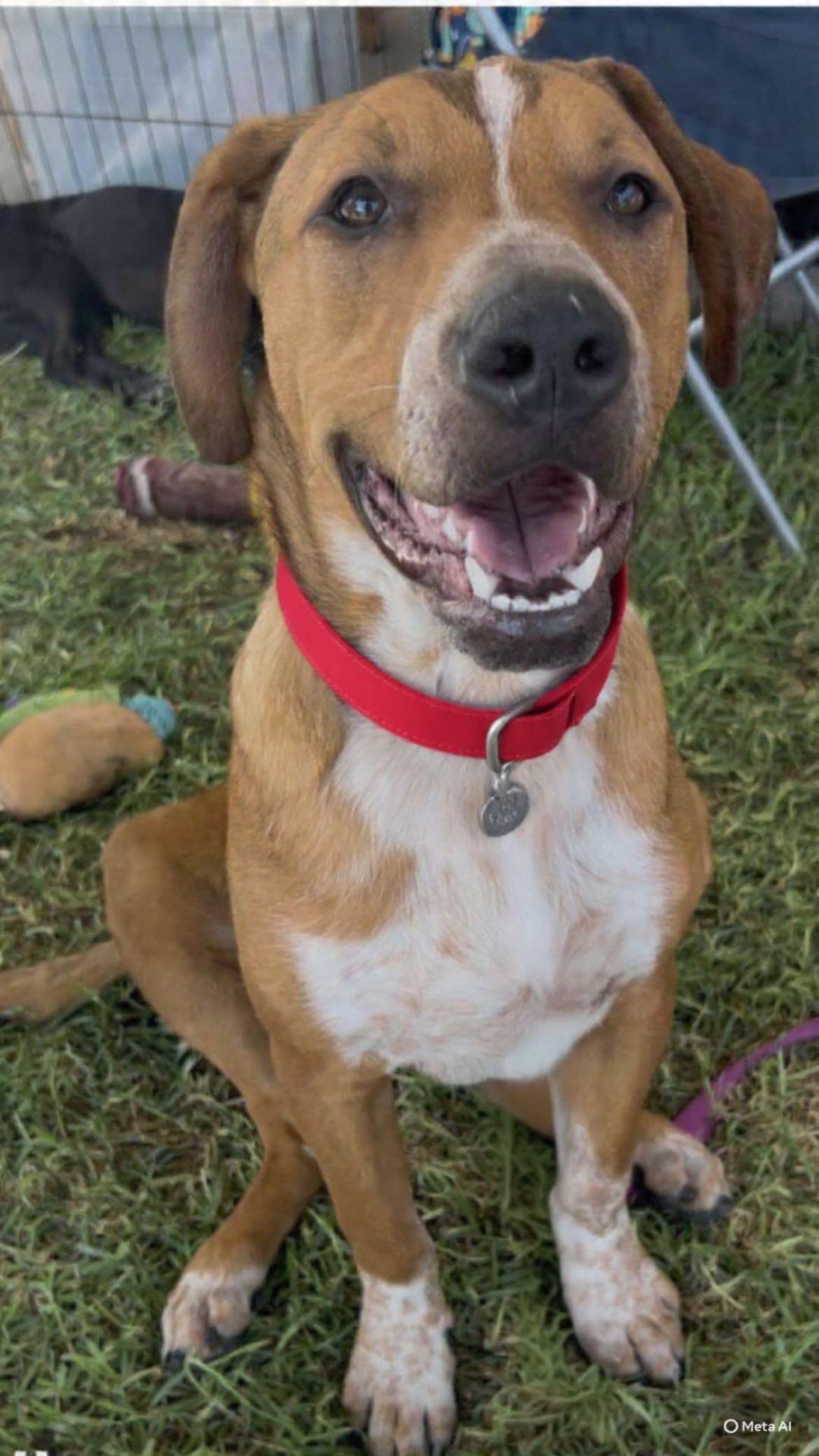 Toby, a Adoptable Mixed Breed in San Ysidro, CA image 2/6