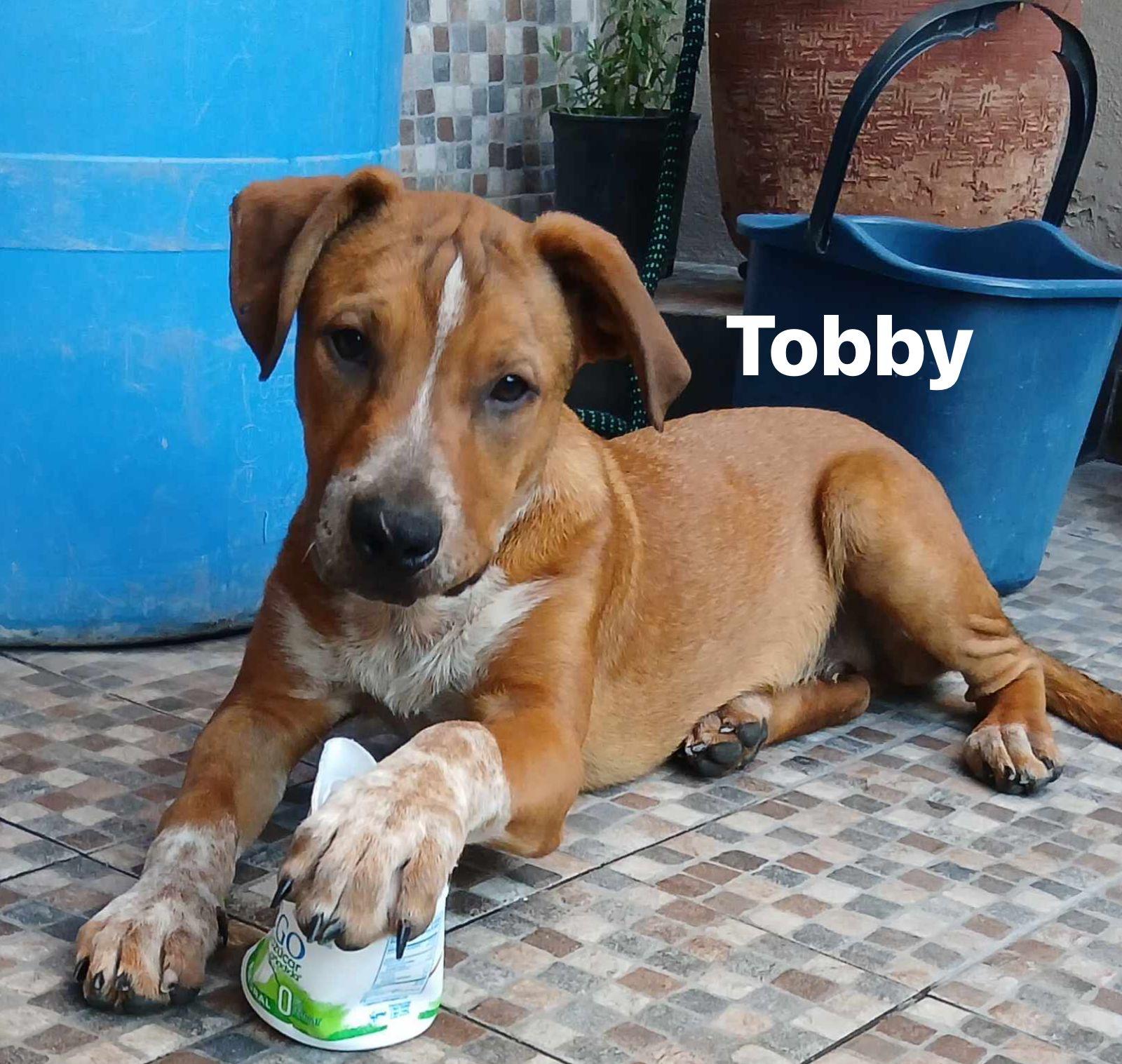 Toby 6