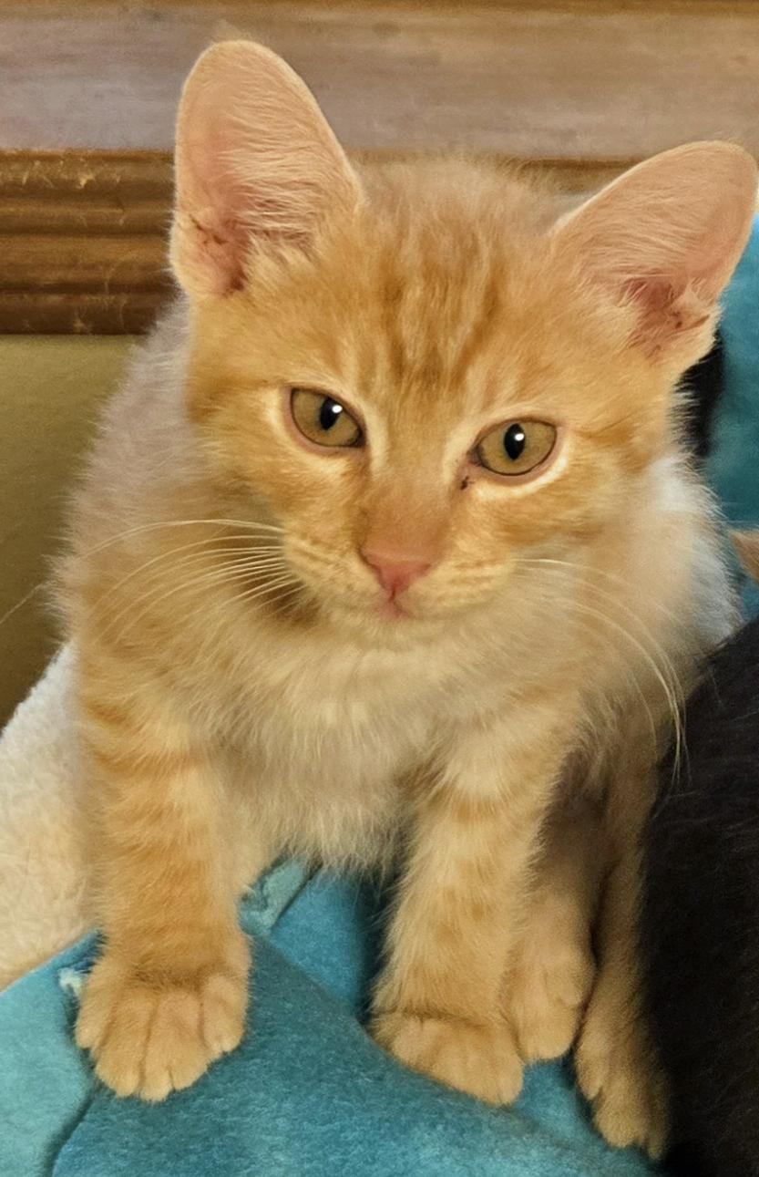 Griffin, a ADOPTABLE Tabby in Salem, OR image 5/5
