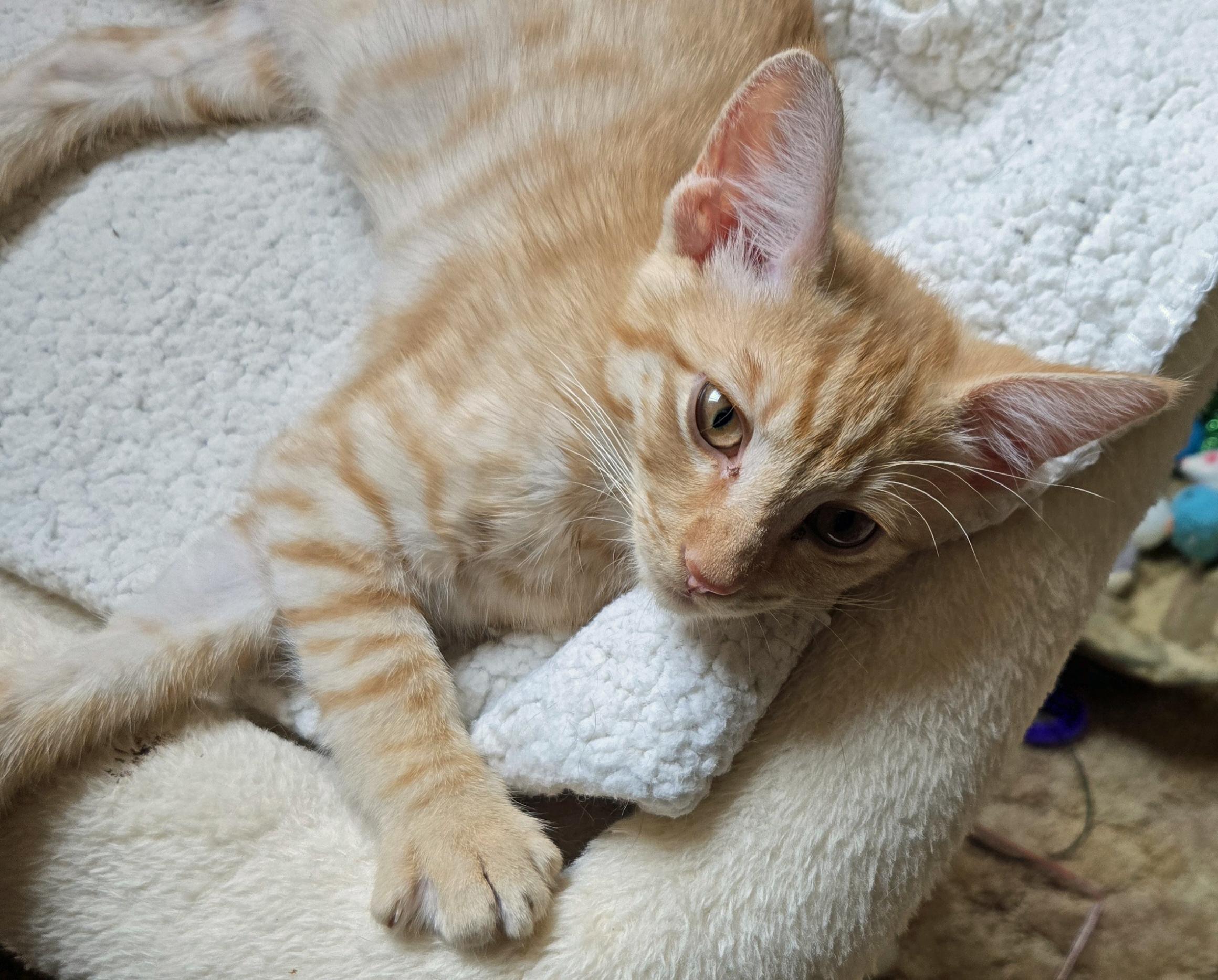 Griffin, a ADOPTABLE Tabby in Salem, OR image 2/5